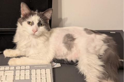 Enlarge Solomon, a ADOPTABLE Domestic Long Hair in Chicago, IL image 5/6