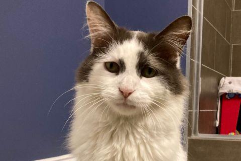 Enlarge Solomon, a ADOPTABLE Domestic Long Hair in Chicago, IL image 1/6
