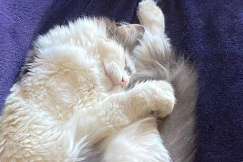 Enlarge Solomon, a ADOPTABLE Domestic Long Hair in Chicago, IL image 3/6