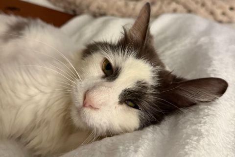 Enlarge Solomon, a ADOPTABLE Domestic Long Hair in Chicago, IL image 6/6