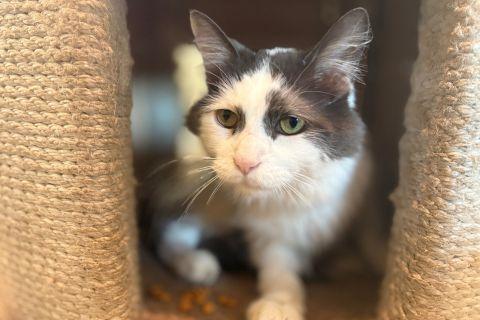 Enlarge Solomon, a ADOPTABLE Domestic Long Hair in Chicago, IL image 4/6
