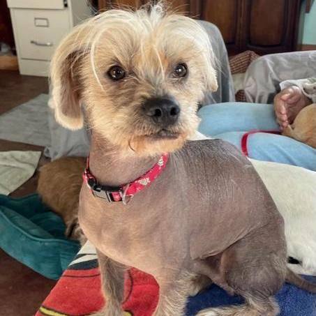 TJ, an adoptable mixed breed in Wingdale, NY image 1/3