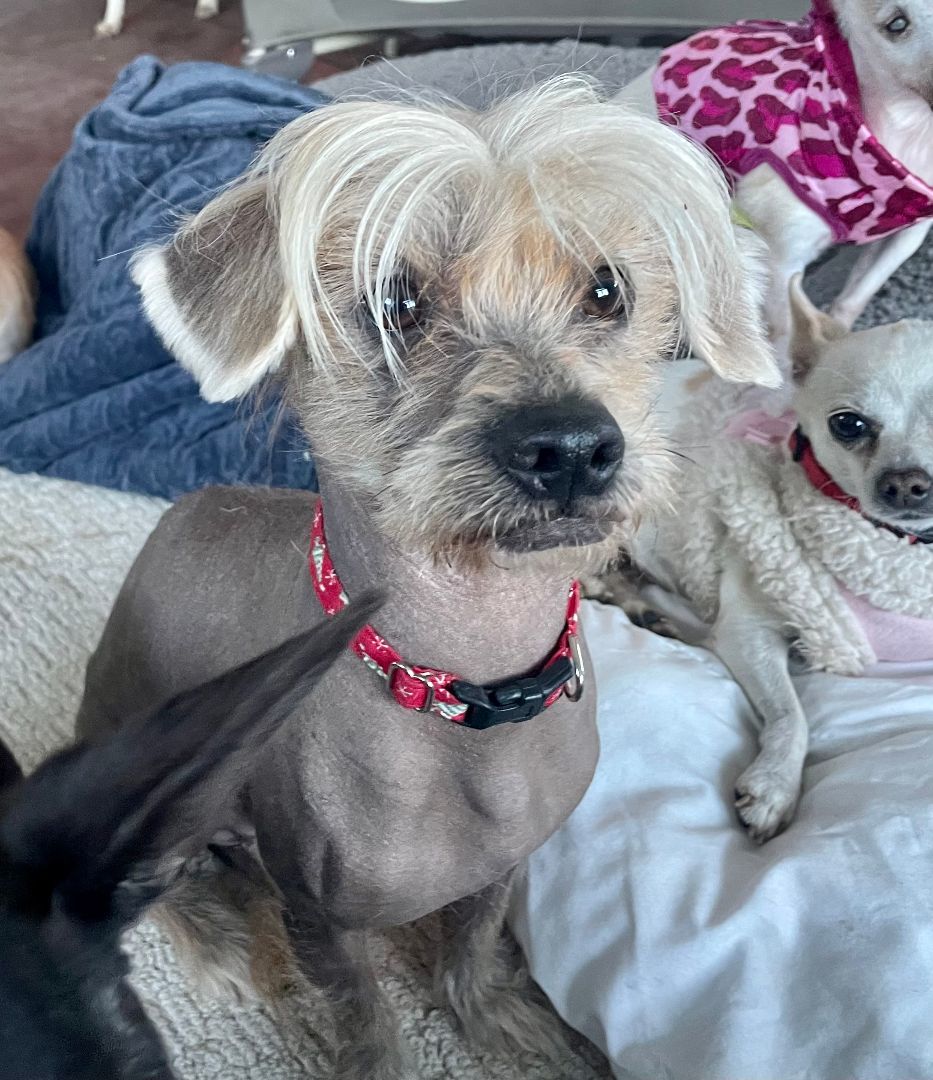 TJ, an adoptable mixed breed in Wingdale, NY image 2/3