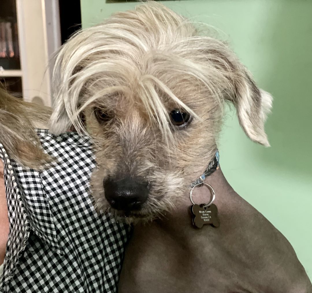 TJ, an adoptable mixed breed in Wingdale, NY image 3/3