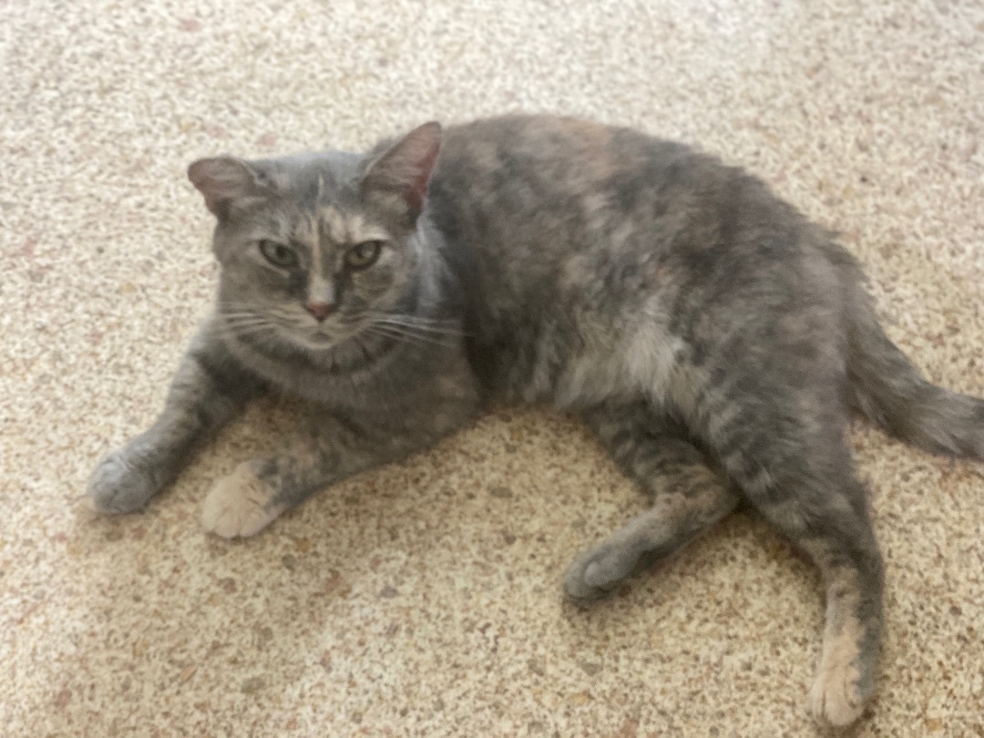 Mary, Adoptable, Adult Female Domestic Short Hair.