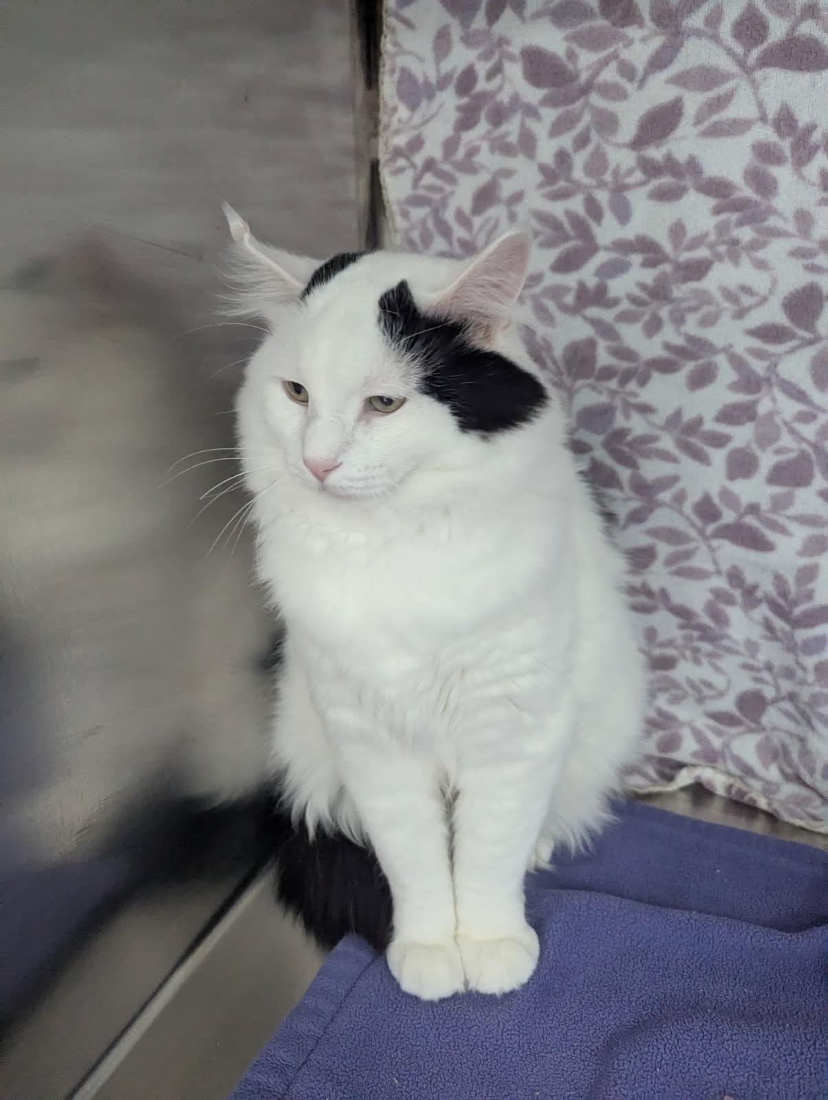 Olaf, Adopted, Adult Male Domestic Long Hair.
