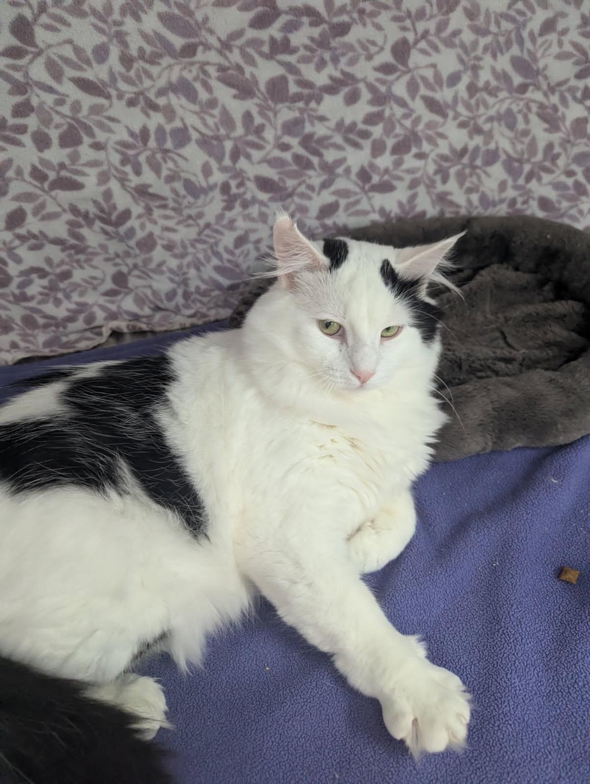 Enlarge Olaf, a Adopted Domestic Long Hair in Standish, MI image 2/5