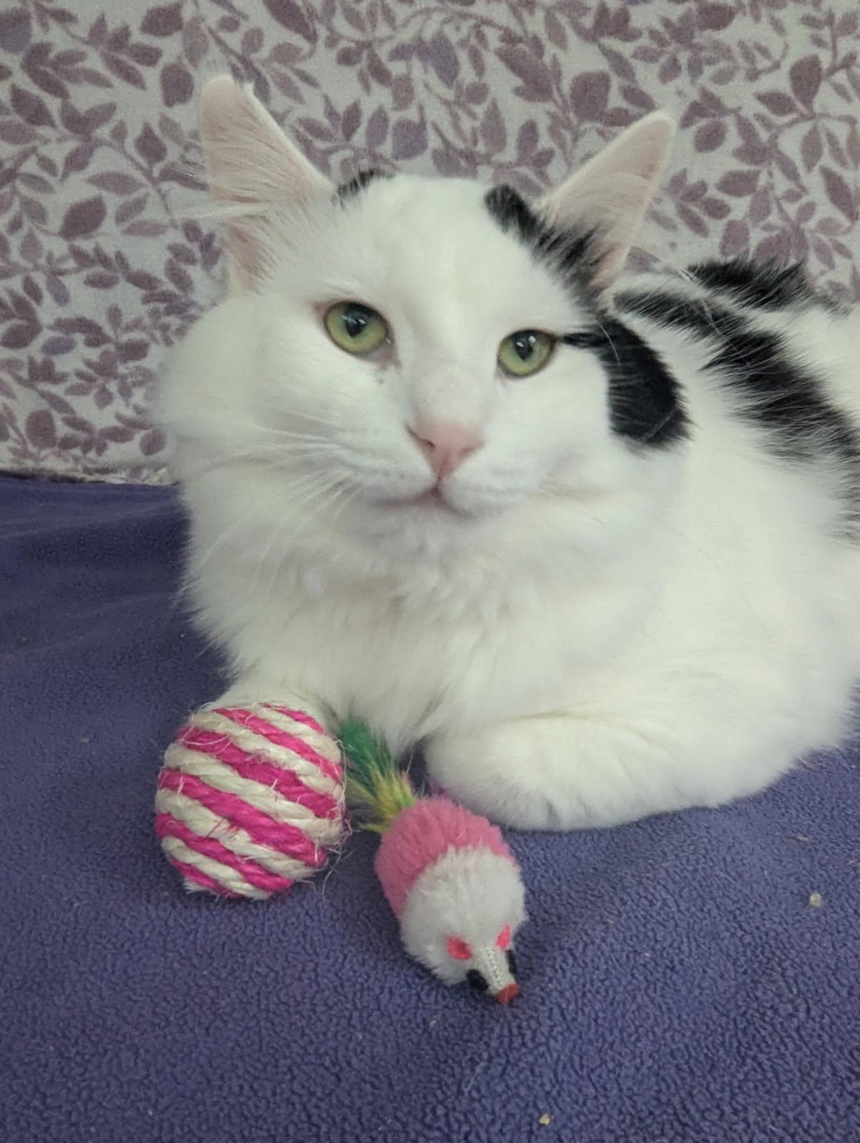 Enlarge Olaf, a Adopted Domestic Long Hair in Standish, MI image 3/5