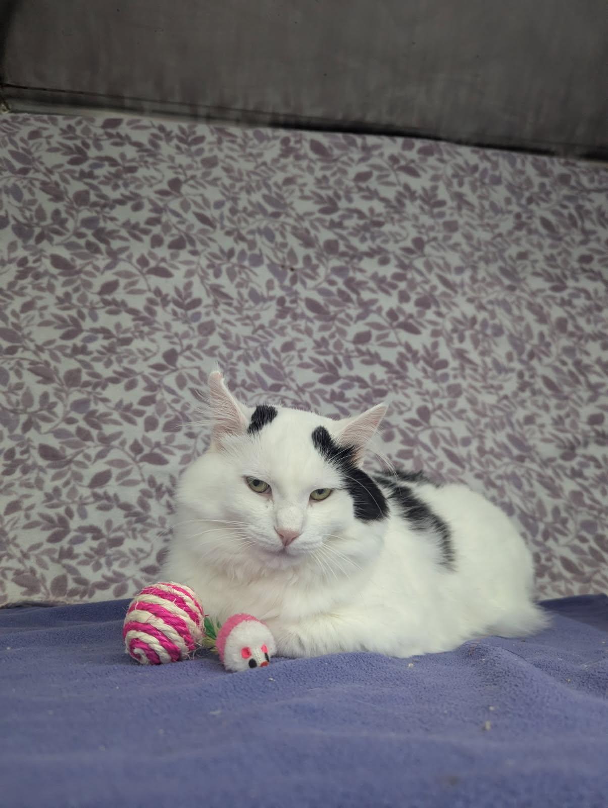 Enlarge Olaf, a Adopted Domestic Long Hair in Standish, MI image 4/5