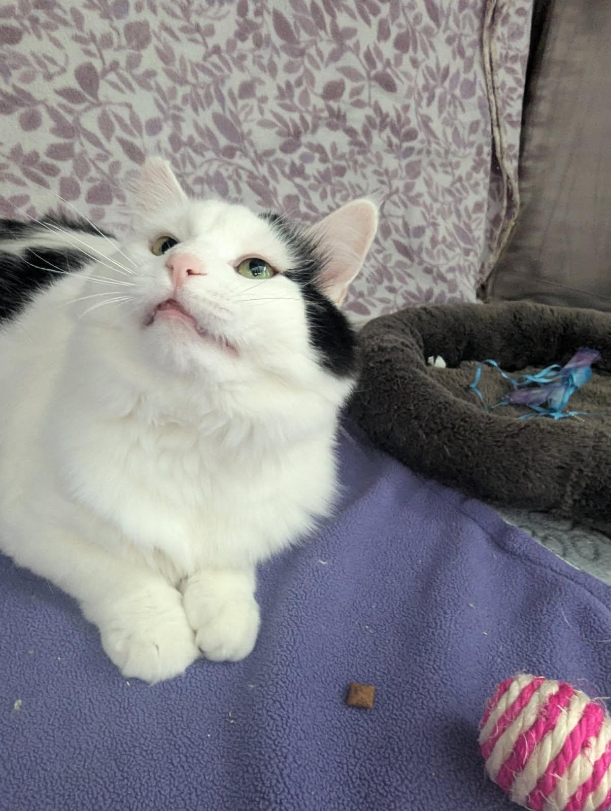 Enlarge Olaf, a Adopted Domestic Long Hair in Standish, MI image 5/5