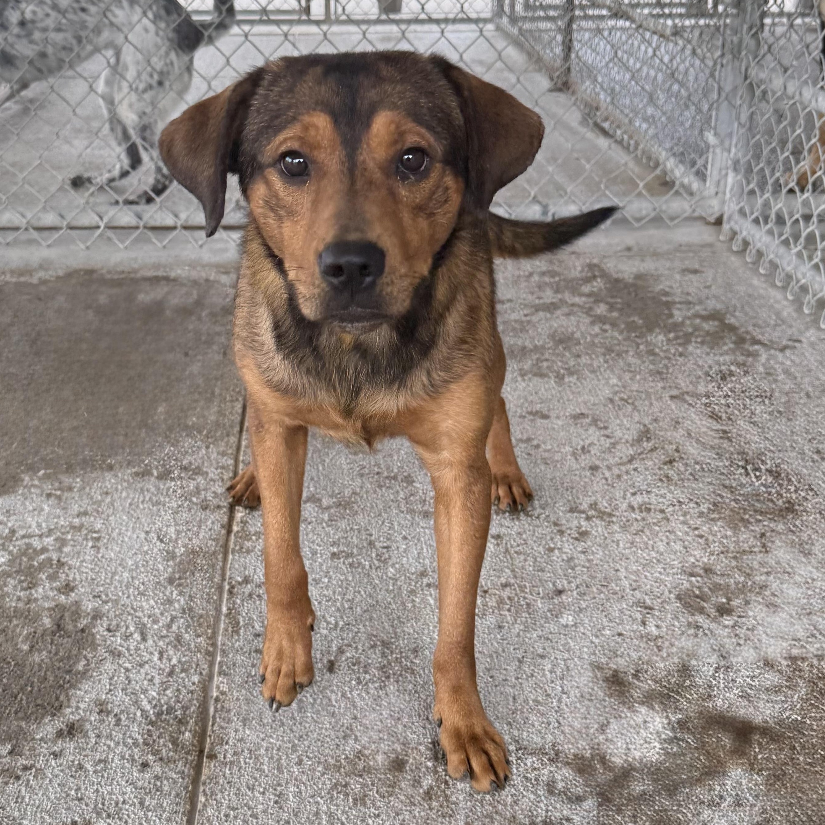 Poblano, ADOPTABLE, Adult Male Cattle Dog.