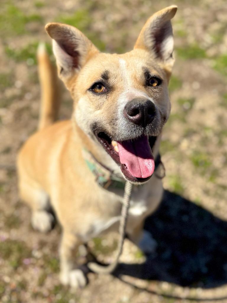 Enlarge Gretel, a Adoptable mixed breed in Tehachapi, CA image 2/2