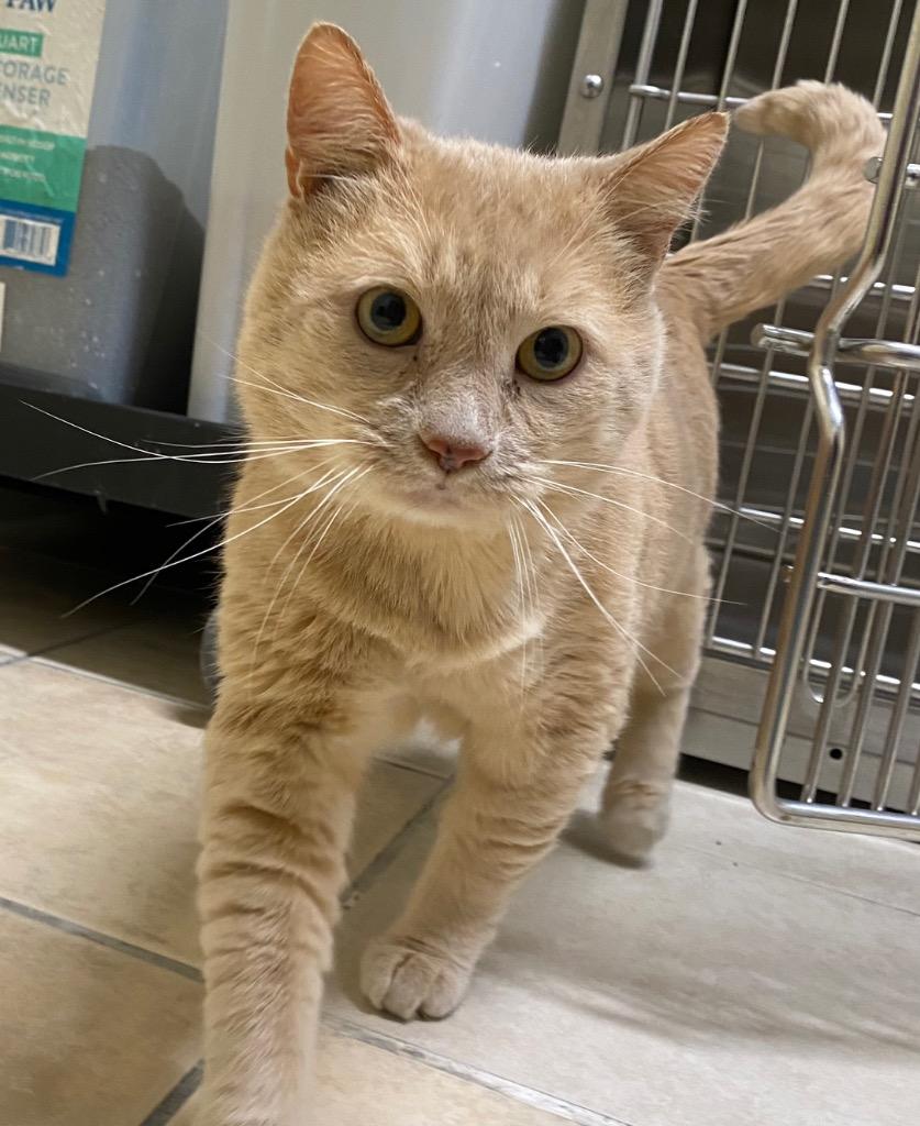 Enlarge Garfield, a Adoptable mixed breed in Fall River, MA image 2/6