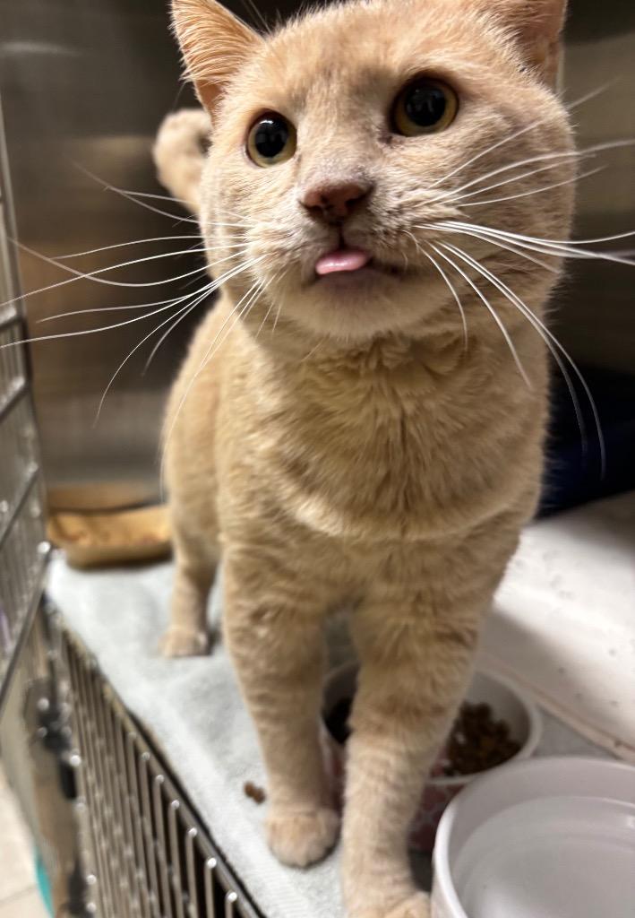 Enlarge Garfield, a Adoptable mixed breed in Fall River, MA image 4/6