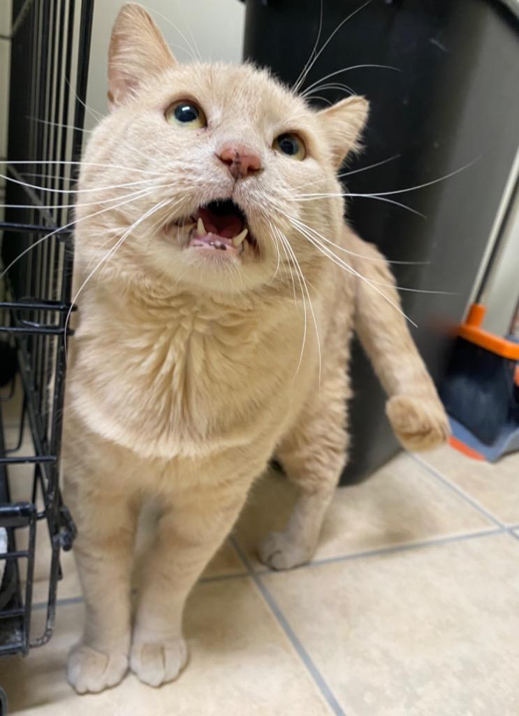 Garfield, a Adoptable mixed breed in Fall River, MA image 4/5