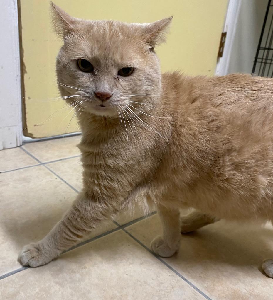 Enlarge Garfield, a Adoptable mixed breed in Fall River, MA image 5/6