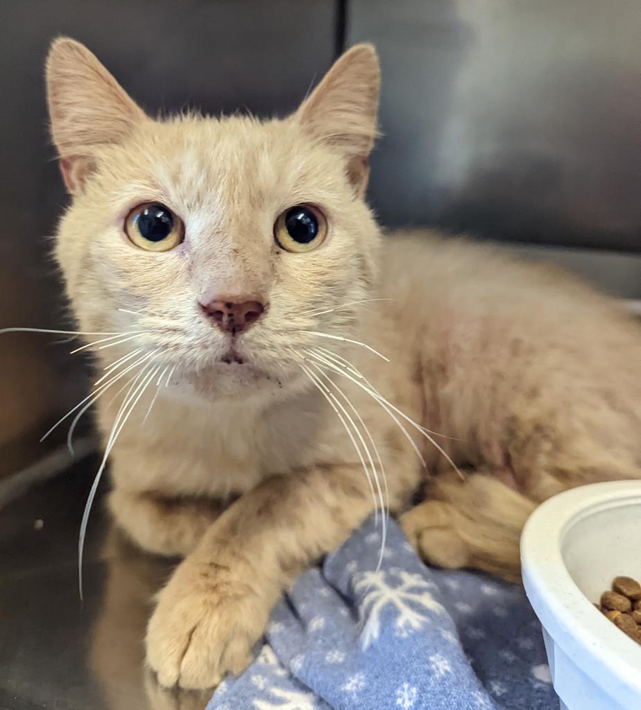 Enlarge Garfield, a Adoptable mixed breed in Fall River, MA image 6/6