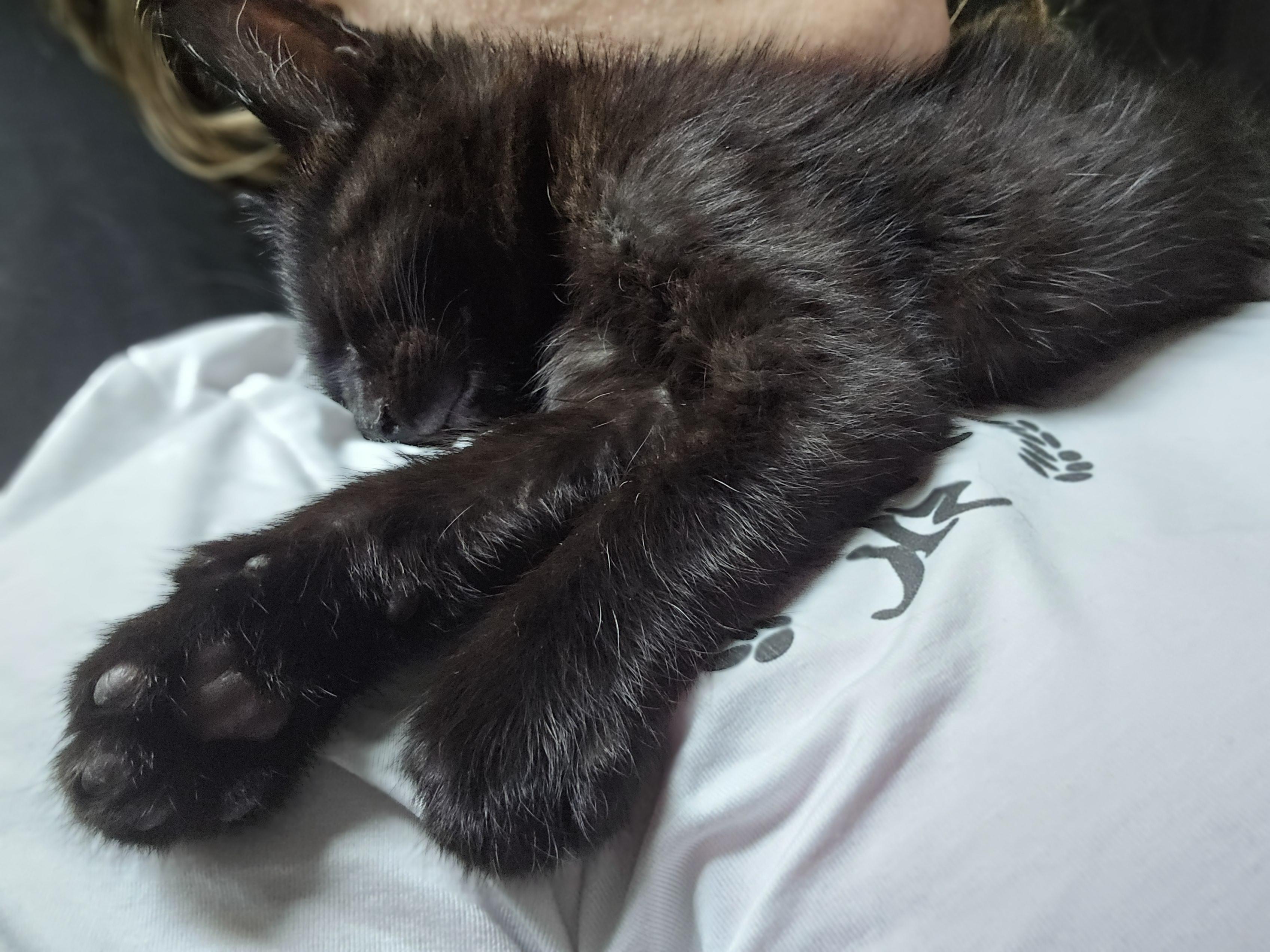 Miso