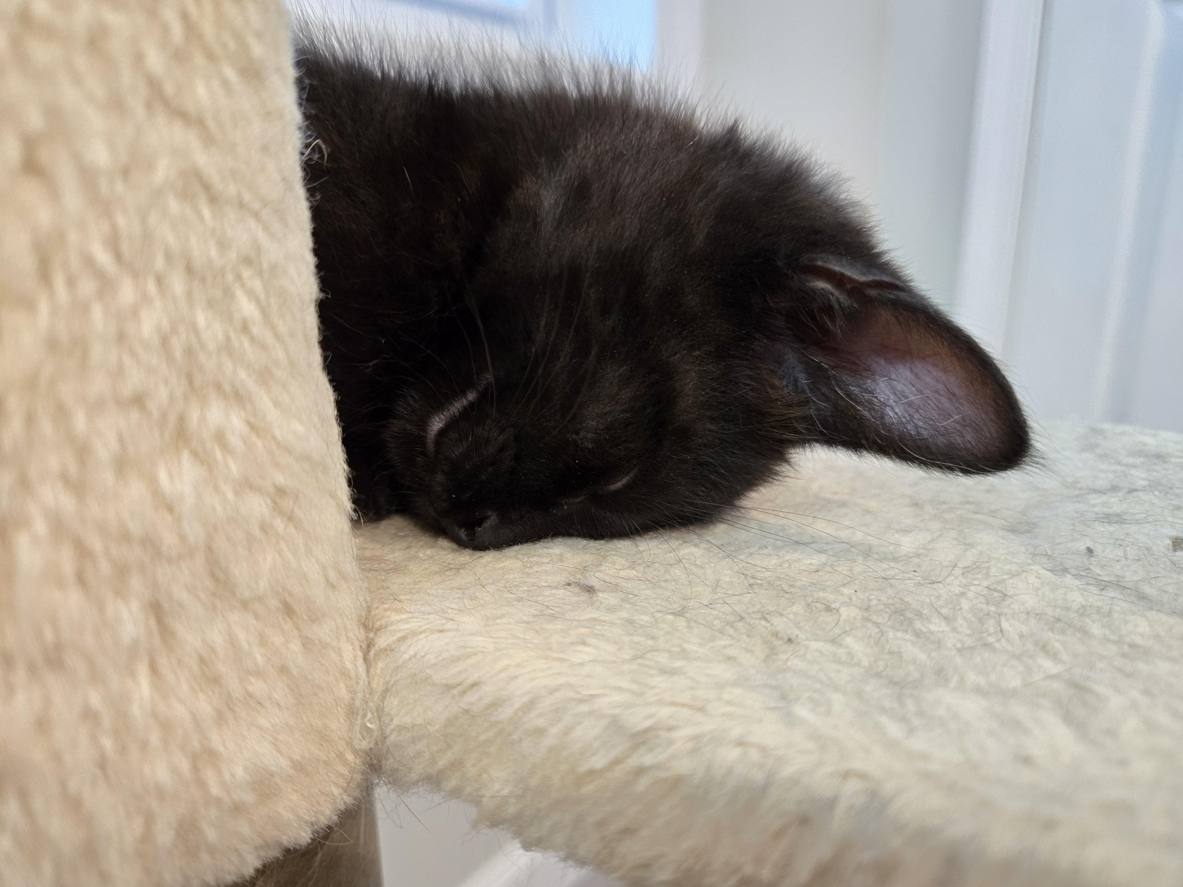 Miso