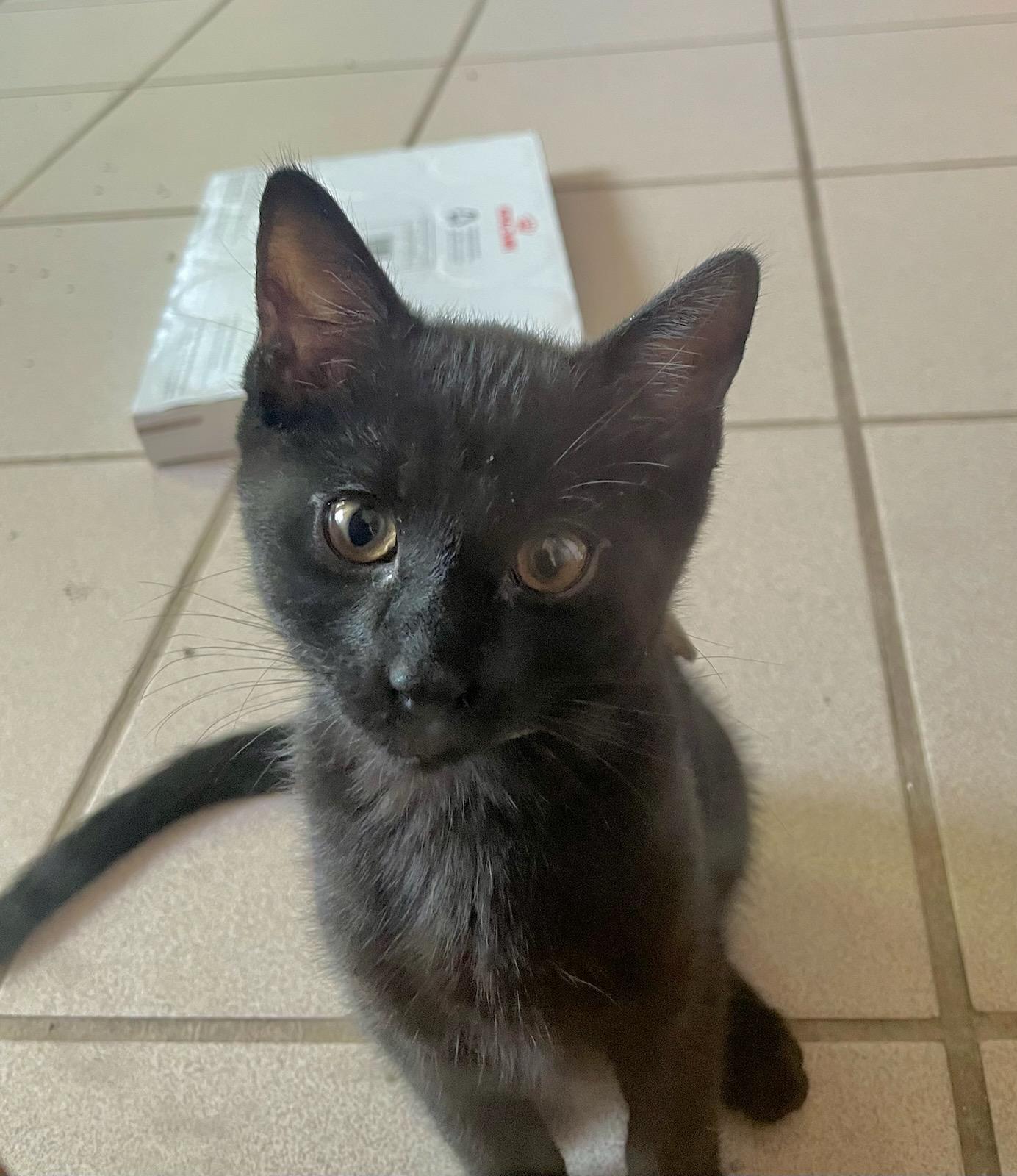 Enlarge Re-Pete, a Adopted Domestic Short Hair in Ann Arbor, MI image 1/2