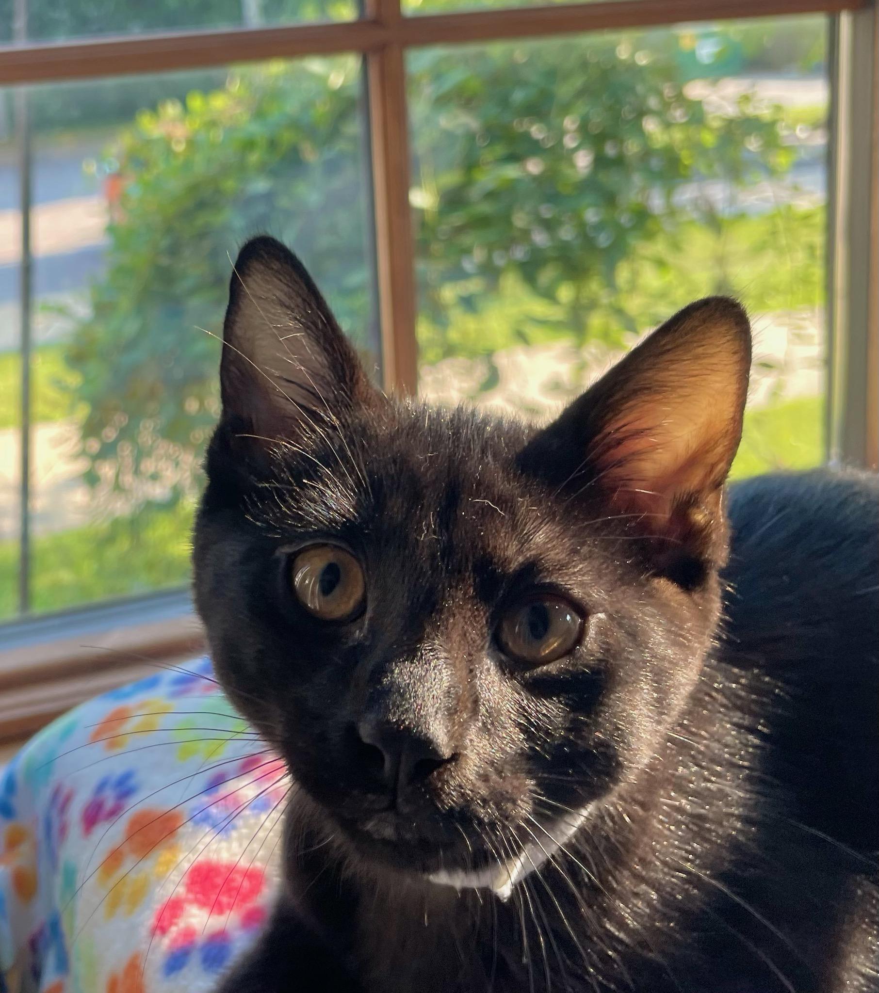 Enlarge Re-Pete, a Adopted Domestic Short Hair in Ann Arbor, MI image 2/2