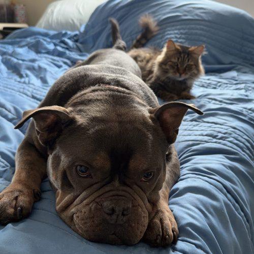 Nala, Adoptable, Young Female English Bulldog & Mixed Breed.
