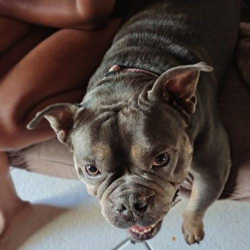 Enlarge Nala, a Adoptable mixed breed in Fort Lauderdale, FL image 3/5