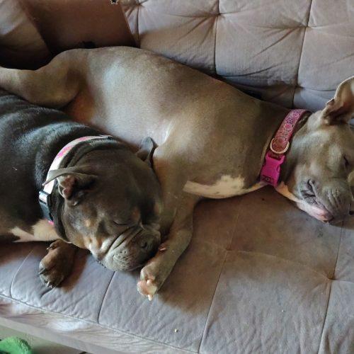 Enlarge Nala, a Adoptable mixed breed in Fort Lauderdale, FL image 4/5