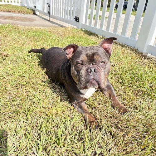 Enlarge Nala, a Adoptable mixed breed in Fort Lauderdale, FL image 5/5