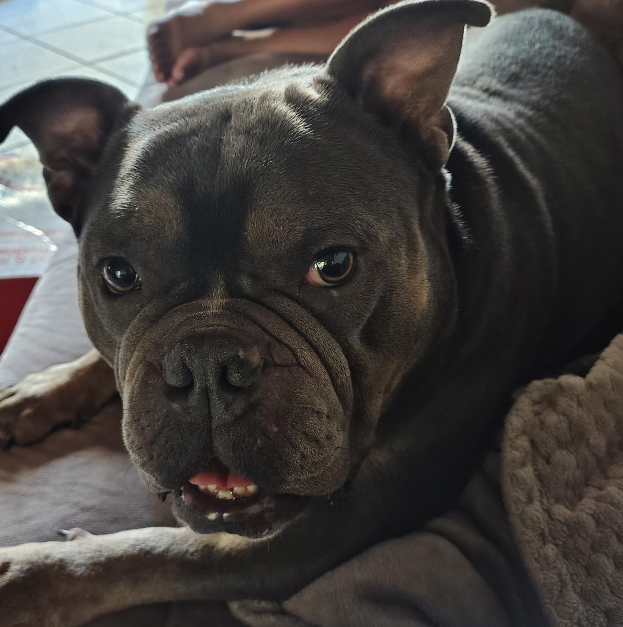 Nala, a Adoptable mixed breed in Fort Lauderdale, FL image 5/5