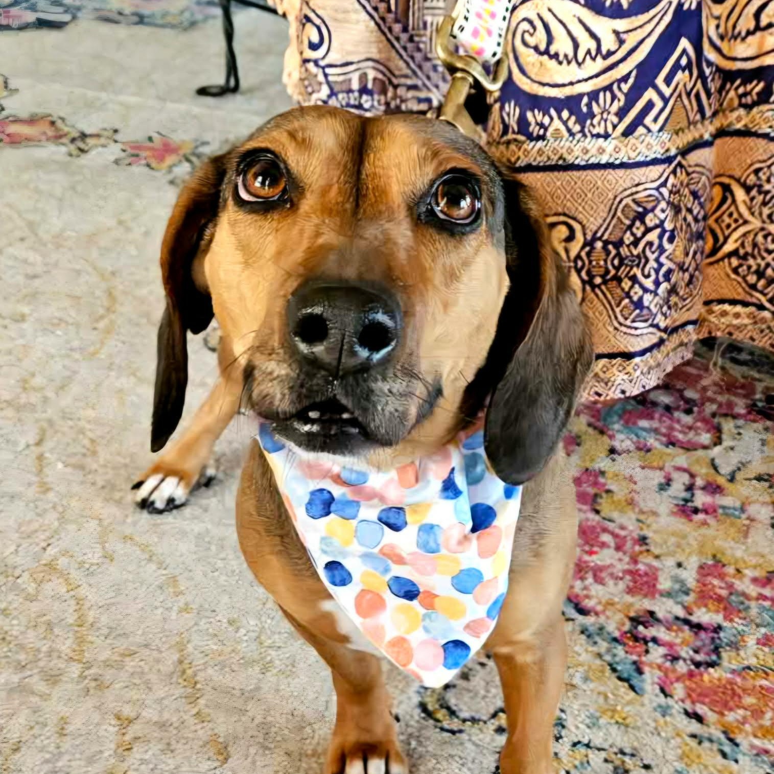 Enlarge LADA almost 3 years old and 21 pounds, a ADOPTABLE mixed breed in san diego, CA image 2/6