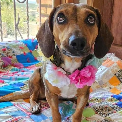 LADA almost 3 years old and 21 pounds, ADOPTABLE, Adult Female Dachshund & Beagle.