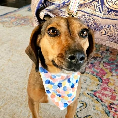 Enlarge LADA almost 3 years old and 21 pounds, a ADOPTABLE mixed breed in san diego, CA image 4/6