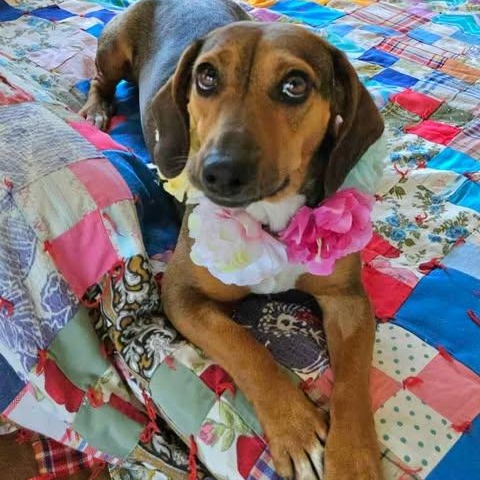 Enlarge LADA almost 3 years old and 21 pounds, a ADOPTABLE mixed breed in san diego, CA image 5/6