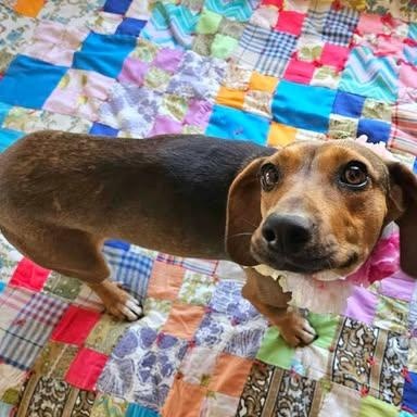 Enlarge LADA almost 3 years old and 21 pounds, a ADOPTABLE mixed breed in san diego, CA image 3/6