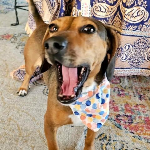 Enlarge LADA almost 3 years old and 21 pounds, a ADOPTABLE mixed breed in san diego, CA image 6/6
