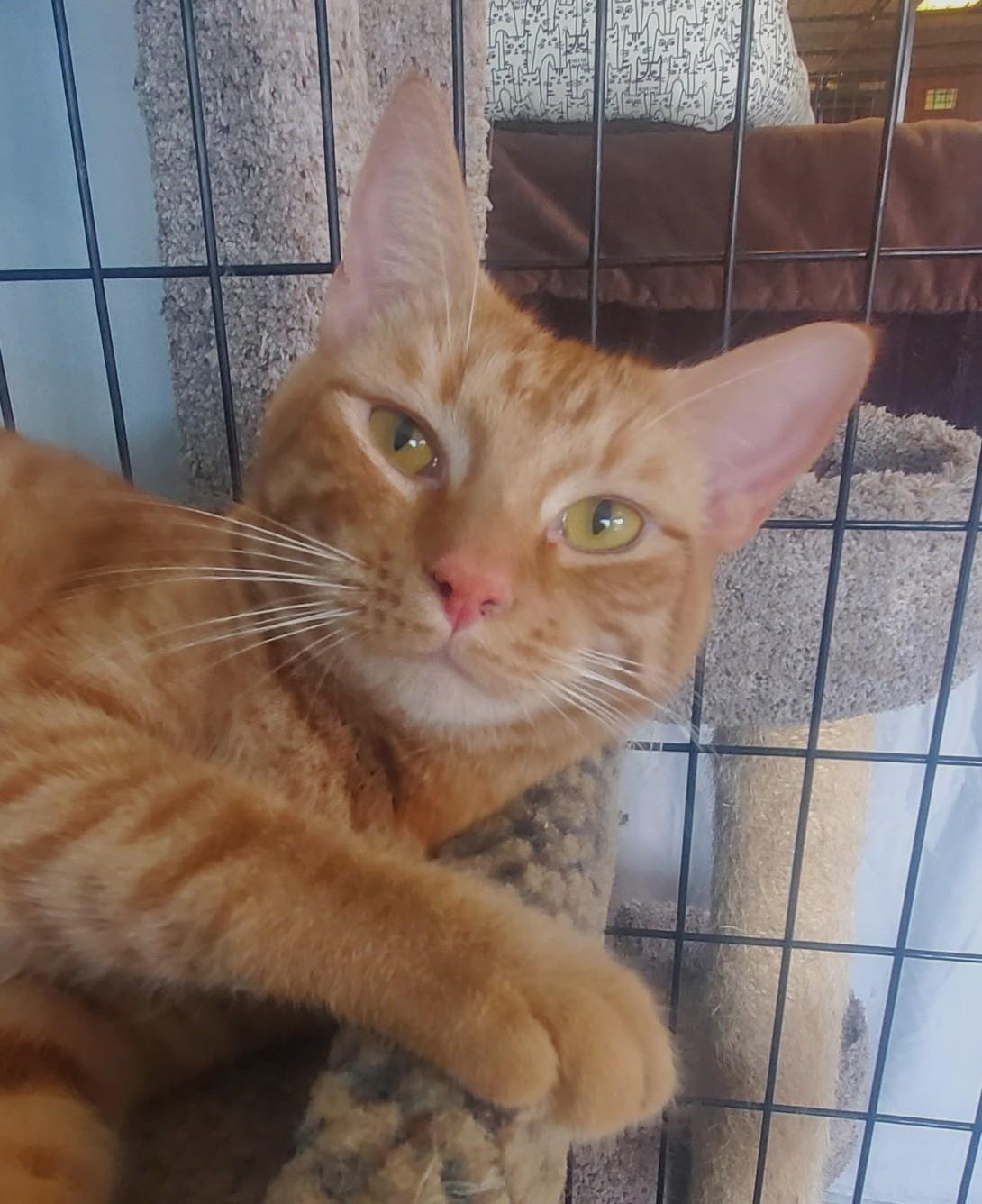 Chloe & Reese, Adoptable, Adult Male Domestic Short Hair.