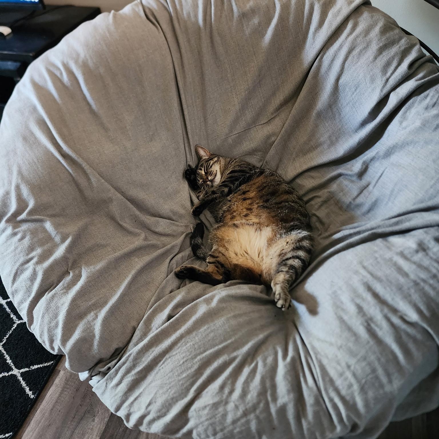 Enlarge Sophie, a ADOPTABLE Domestic Short Hair in Shelby Township, MI image 3/6