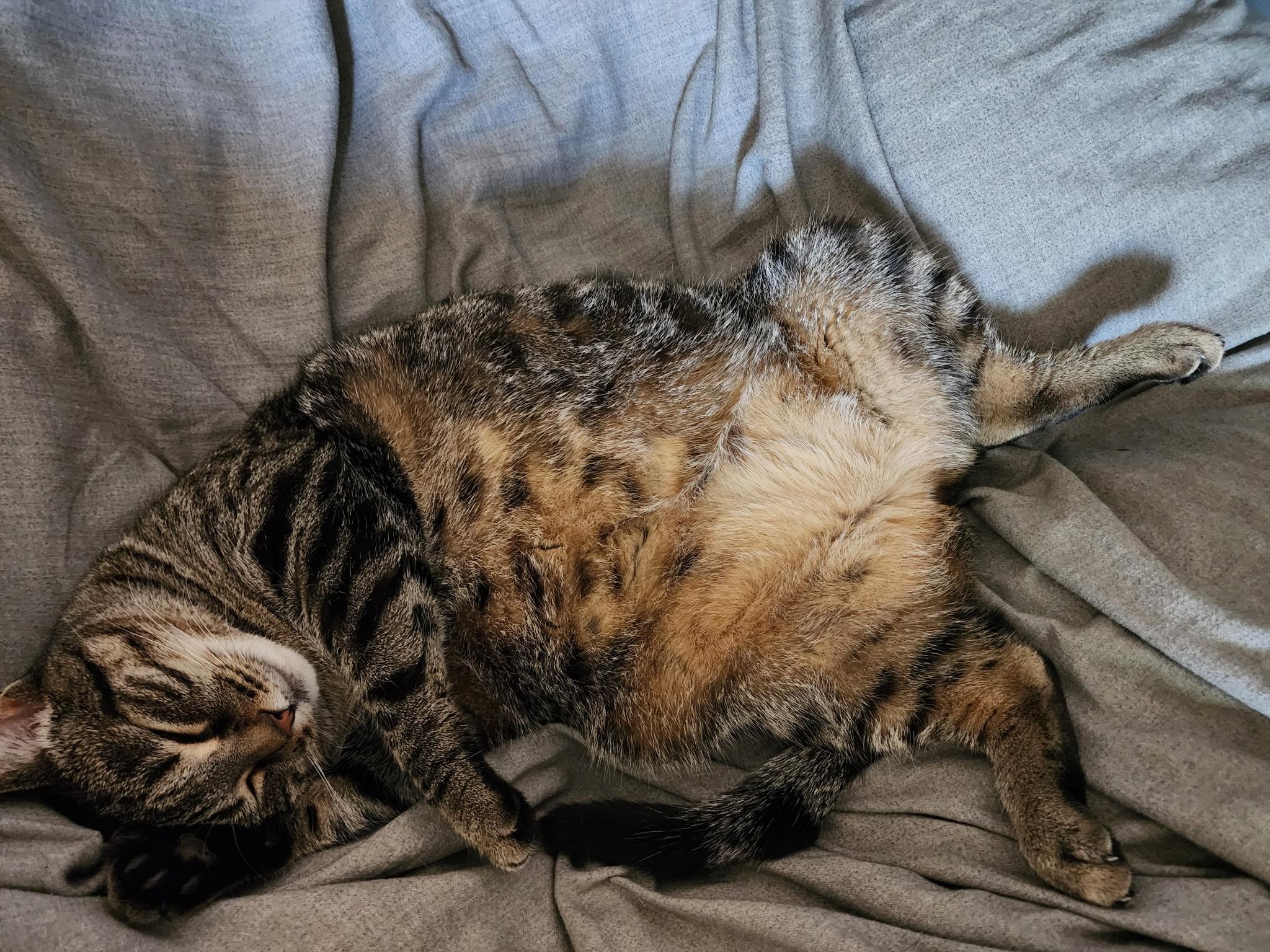 Enlarge Sophie, a ADOPTABLE Domestic Short Hair in Shelby Township, MI image 4/6