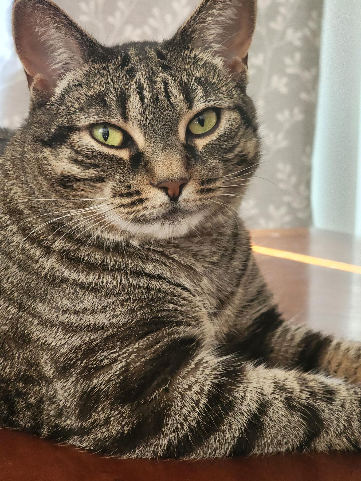 Sophie, ADOPTABLE, Adult Female Domestic Short Hair.