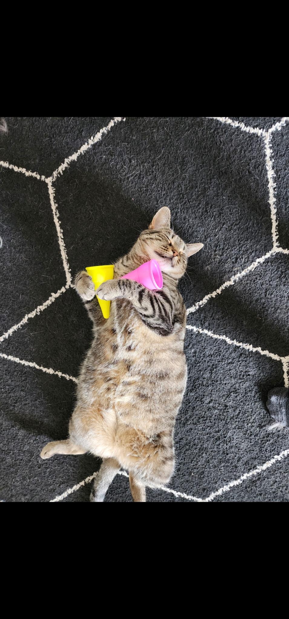 Enlarge Sophie, a ADOPTABLE Domestic Short Hair in Shelby Township, MI image 2/6