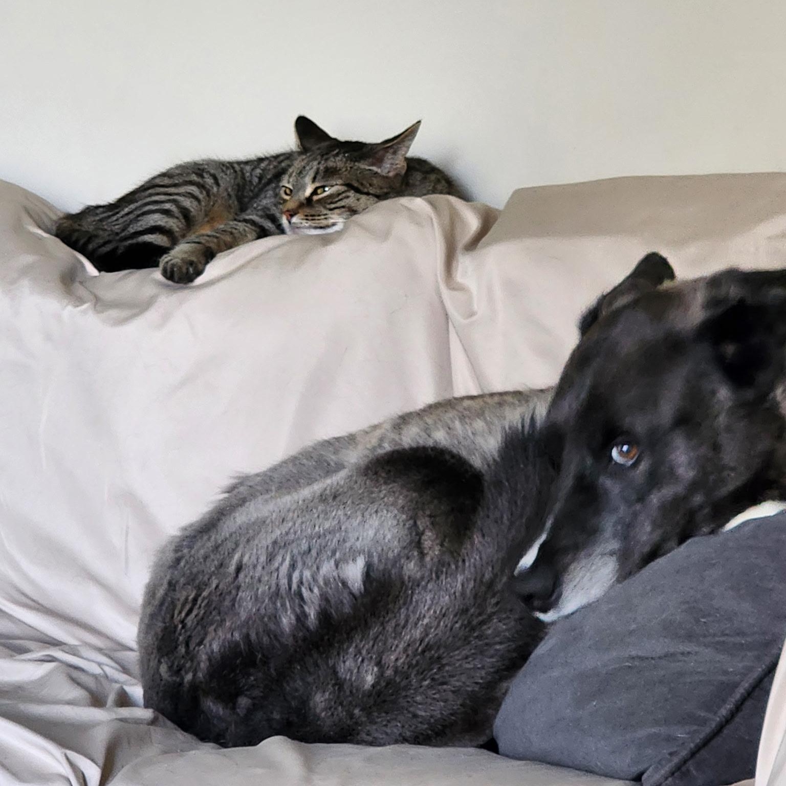 Enlarge Sophie, a ADOPTABLE Domestic Short Hair in Shelby Township, MI image 5/6