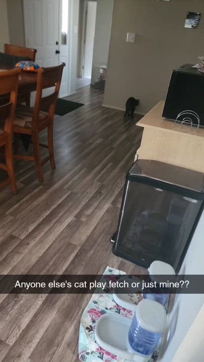 Enlarge Sophie, a ADOPTABLE Domestic Short Hair in Shelby Township, MI video 6/6