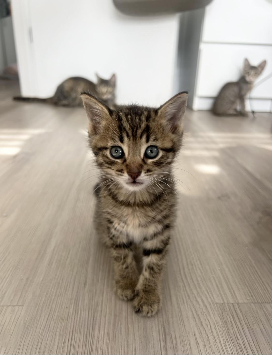 Cornelius the King of Cuddles, Baby Male Domestic Short Hair
