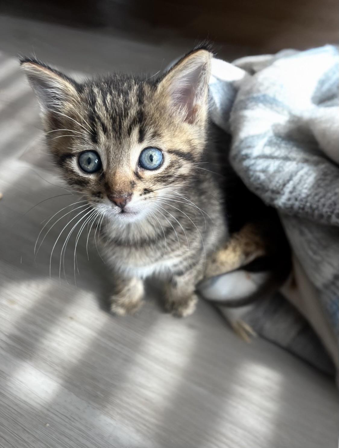 Cornelius the King of Cuddles photo 2