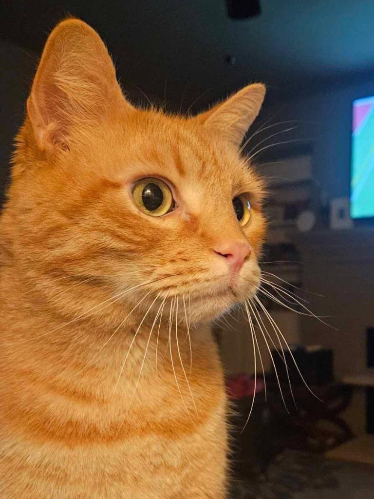 Max, Adoptable, Adult Male Domestic Short Hair.