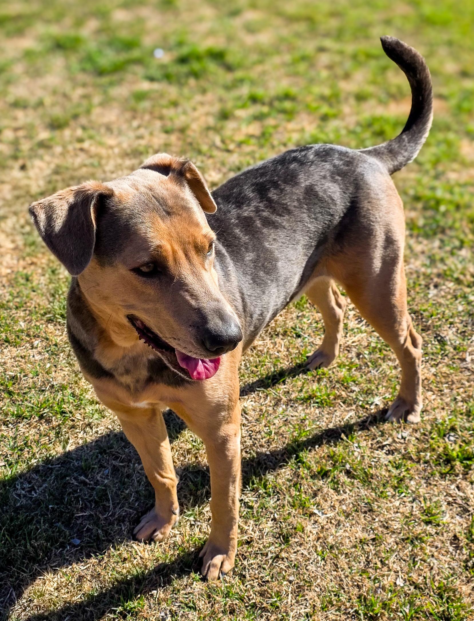Enlarge Louie, an adopted Catahoula Leopard Dog in Gainesville, TX image 4/5