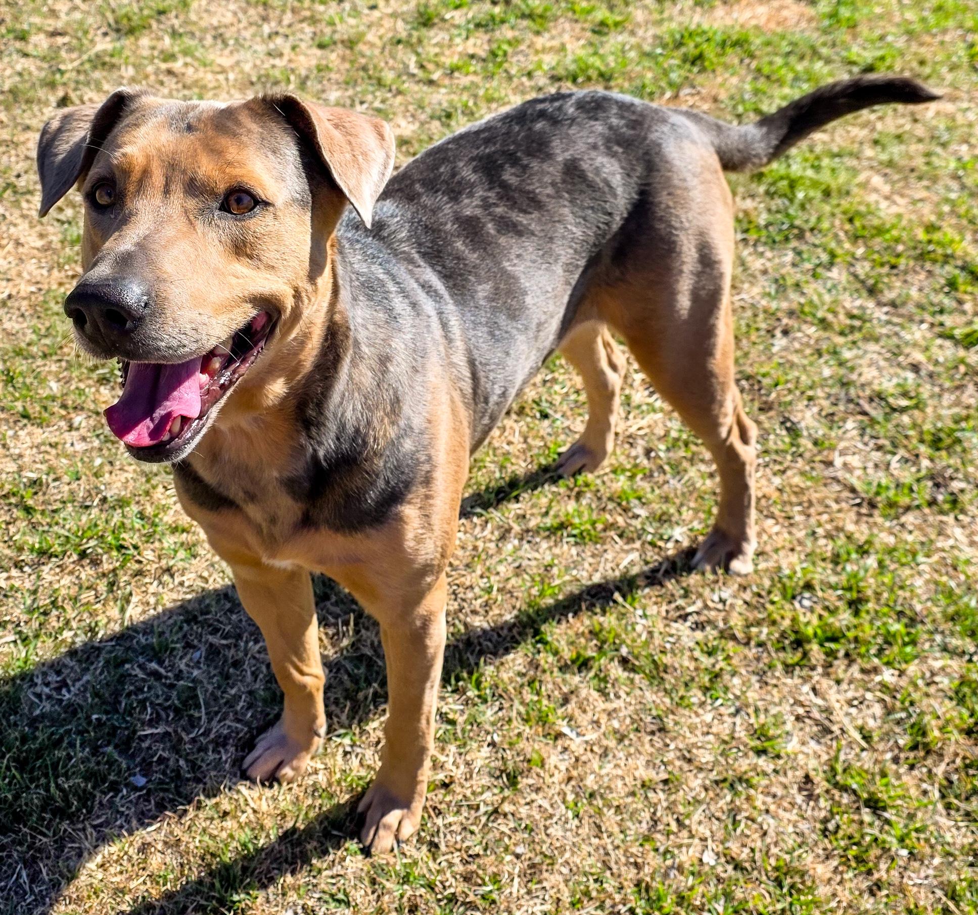 Louie, adopted, Adult Male Catahoula Leopard Dog.