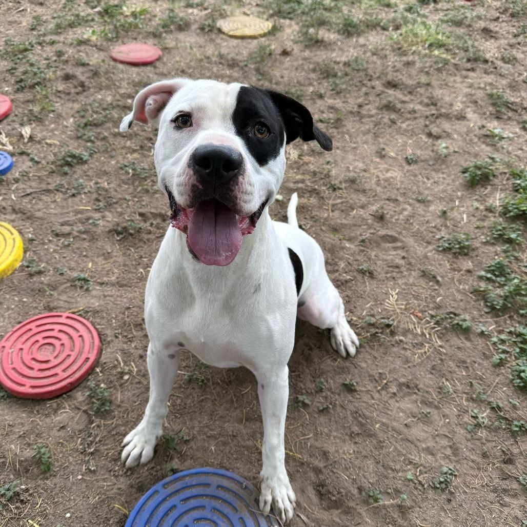 Patches, a Adoptable Pit Bull Terrier in Laredo, TX image 1/3