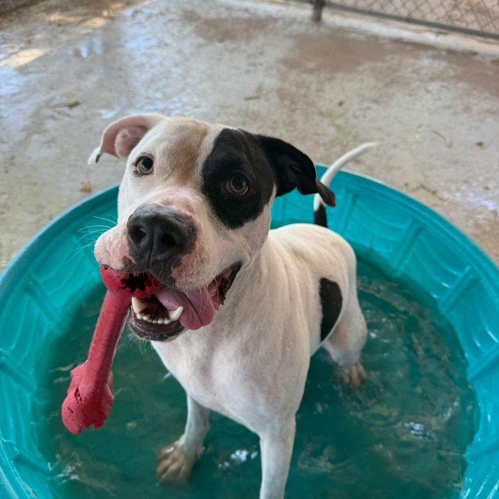 Patches, a Adoptable Pit Bull Terrier in Laredo, TX image 2/3